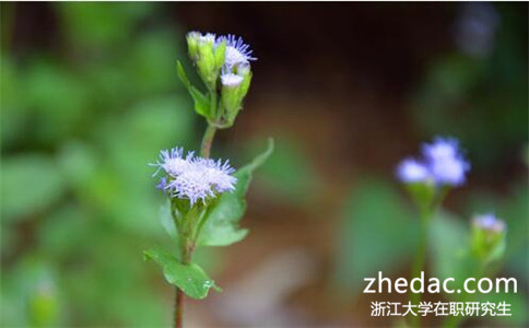 2017年浙大同等学力申硕报考条件是什么