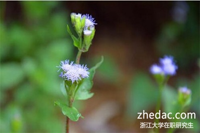 浙江大学在职研究生学费会很贵吗?